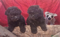 Caniche Enano perros en venta: Caniches enanos color plata - Imagen 5