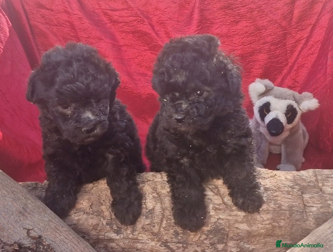 Caniche Enano perros en venta: Caniches enanos color plata - Imagen 5