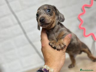 Teckel Miniatura perros Teckel exóticos - Anuncio 25