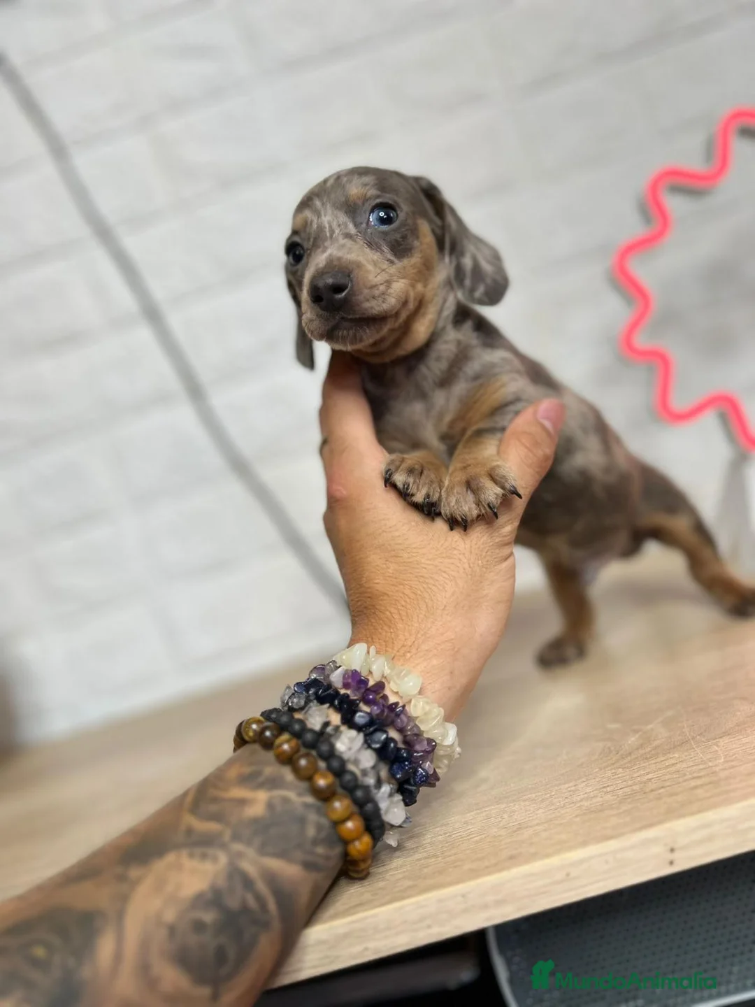 Teckel Miniatura perros en venta: Teckel exóticos  - Anuncio 1