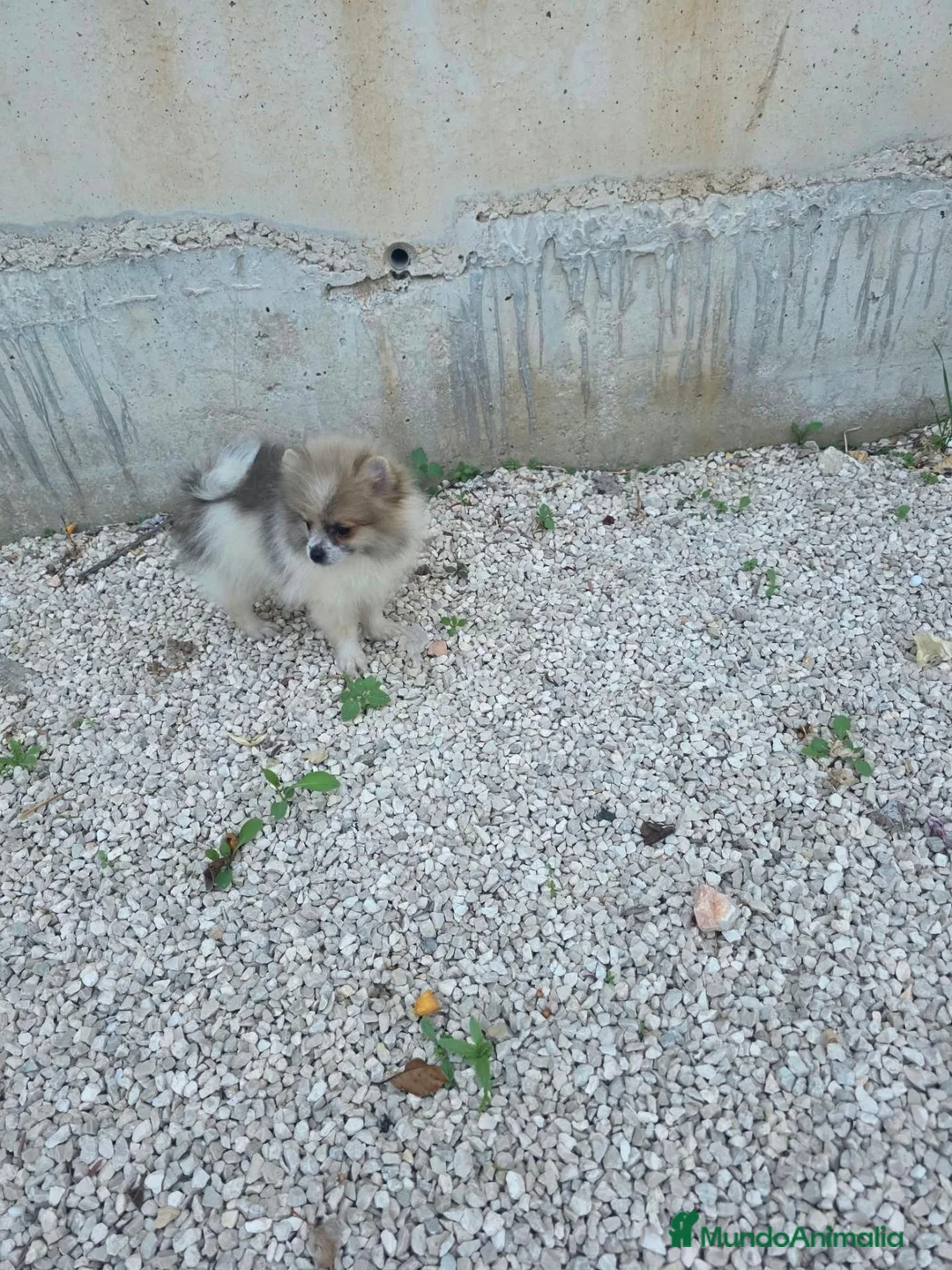 Pomerania perros en venta: Pomerania Toy - Anuncio 2
