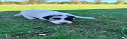 Border Collie perros en venta: Border collie - Anuncio 1