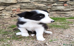 Border Collie perros en venta: Cachorros border collie! Ojos azules! - Imagen 9