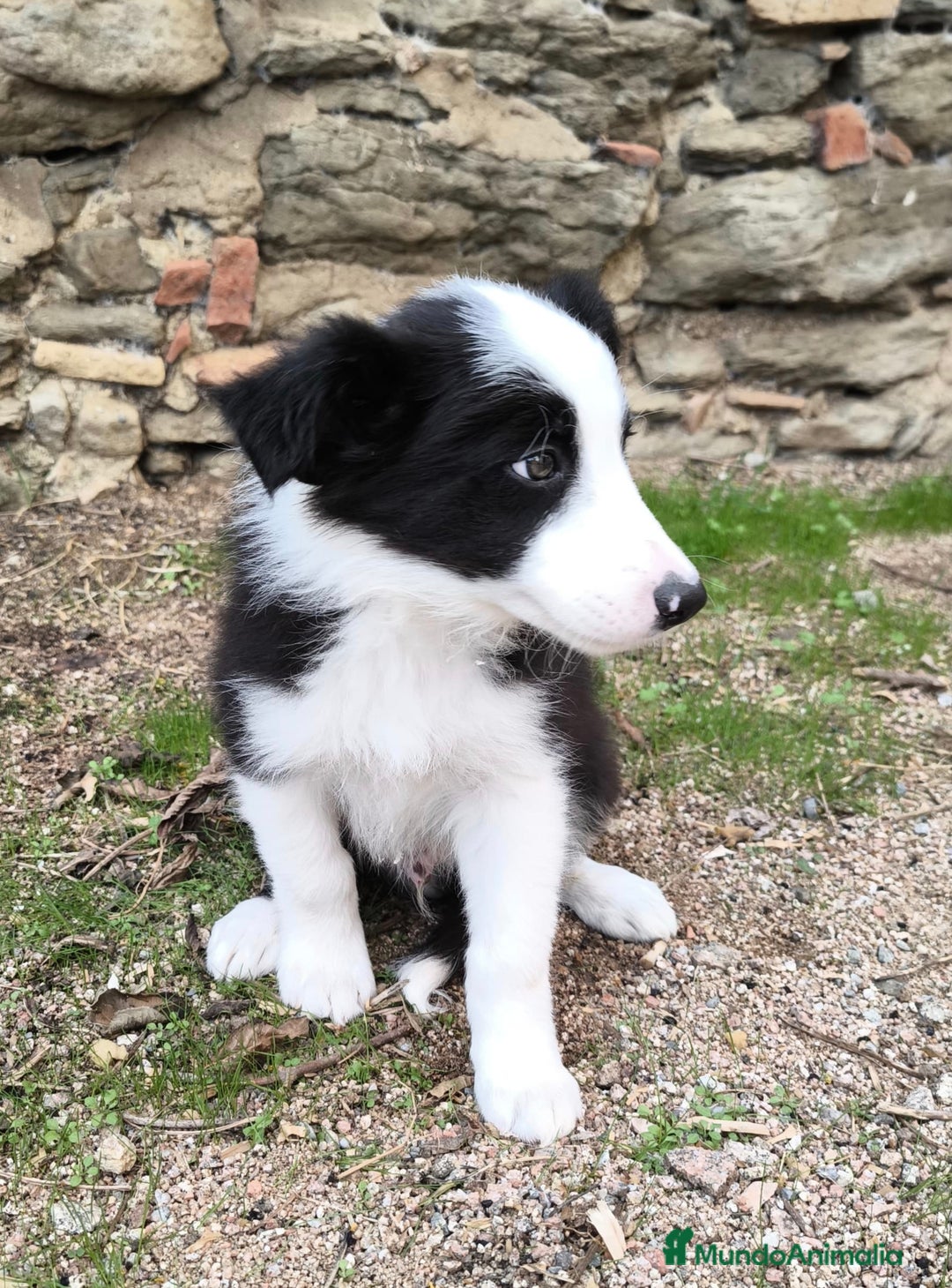 Border Collie perros en venta: Cachorros border collie! Ojos azules! - Imagen 9