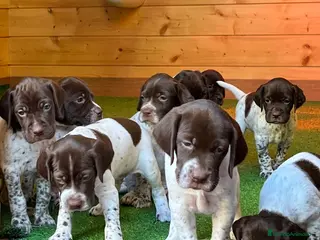 Braco Francés tipo Pirineos Talla Pequeña perros RESERVA DE CAMADA "F" DE BRACO BRANCÉS - Anuncio 24