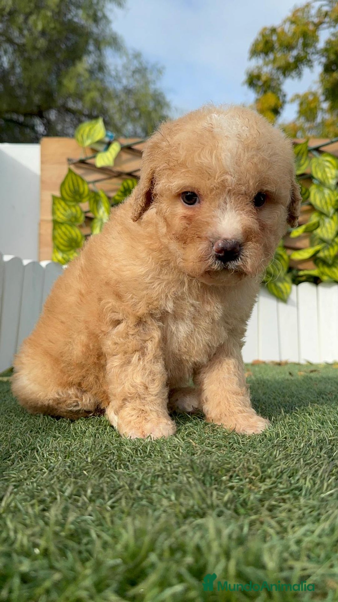 Perro de Agua Español perros en venta: PERRO DE AGUA ESPAÑOL - Anuncio 2