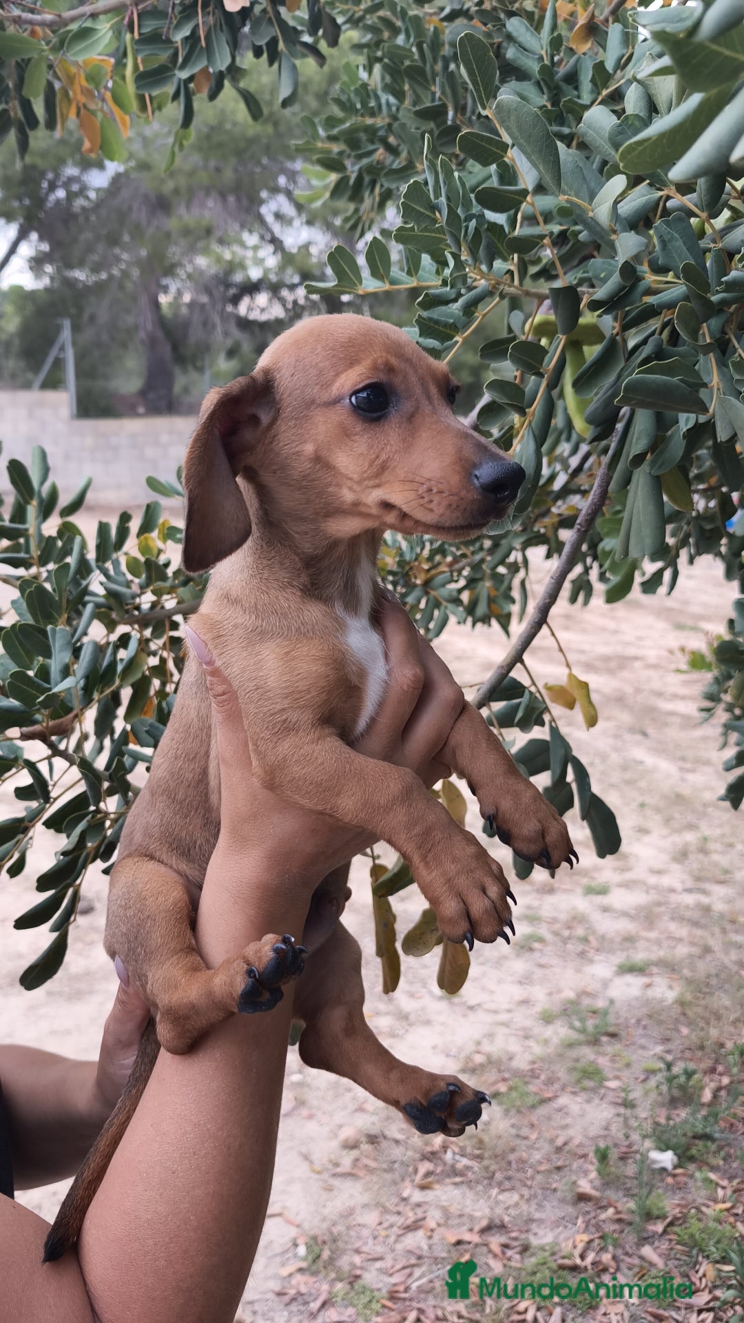 Teckel Miniatura perros en venta: Teckel macho 💙 - Imagen 6