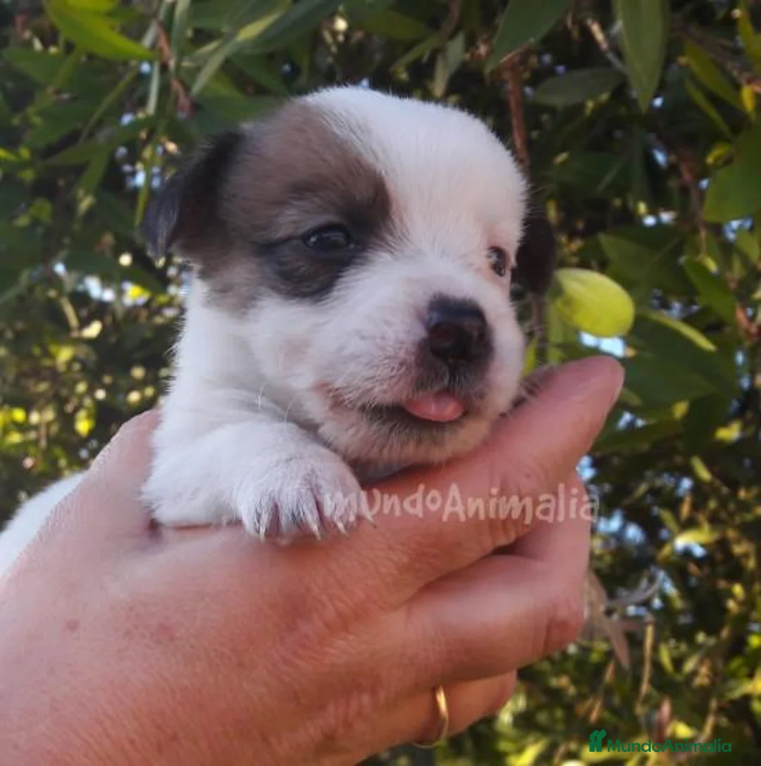 Imagen de galería {{count}}