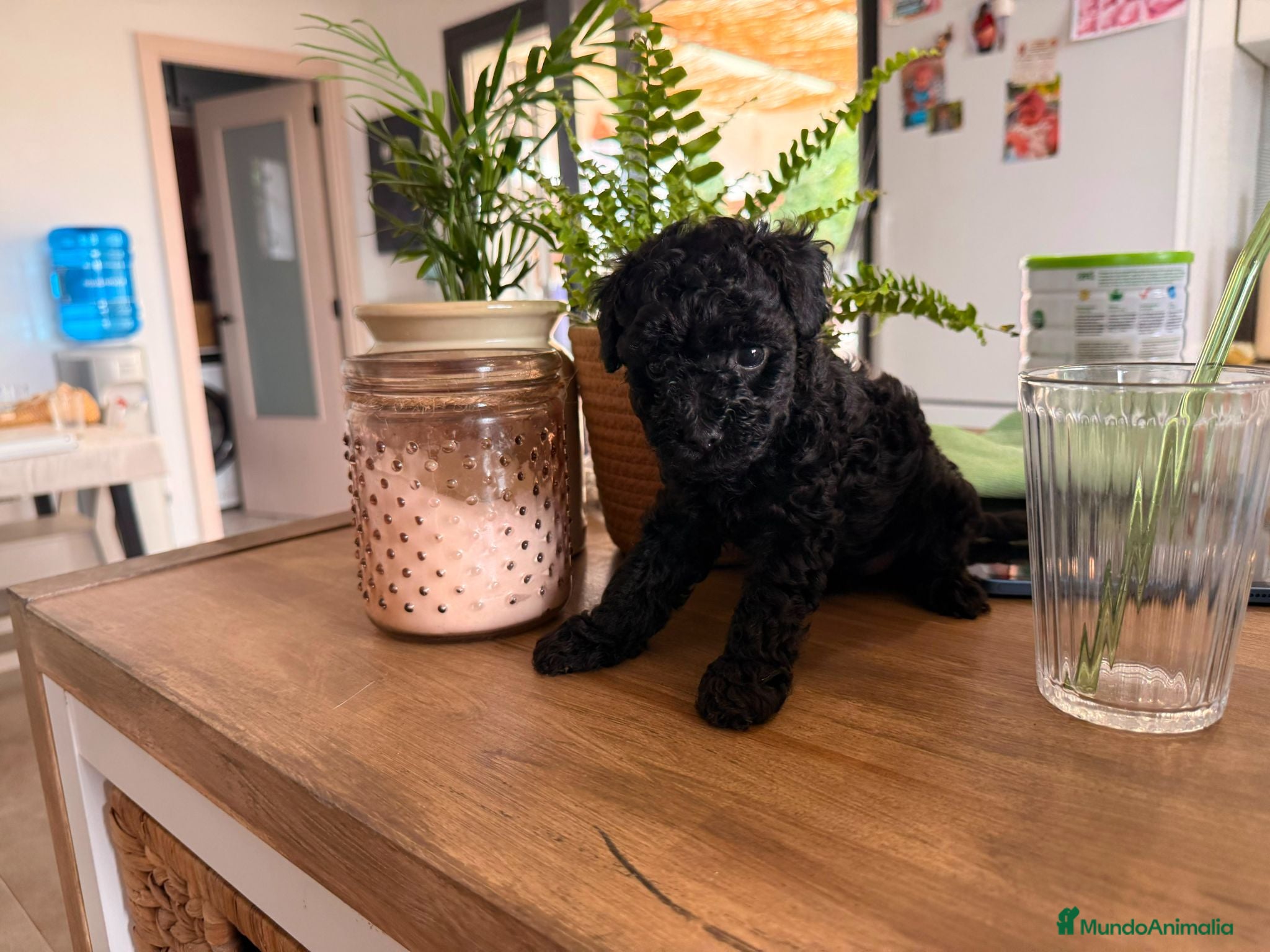 Caniche Toy perros Caniche toy negro  - Anuncio 34