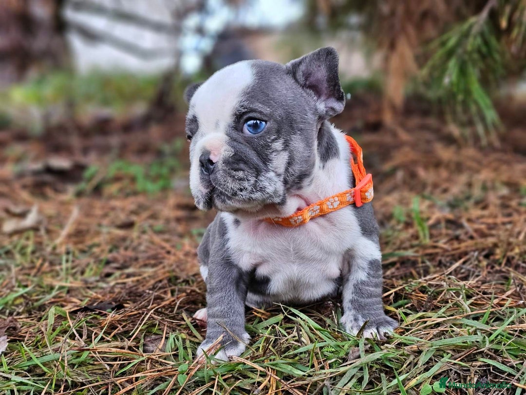 Bulldog Francés perros en venta: ‼️‼️BULLDOG FRANCES EXOTICOS - Anuncio 12