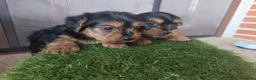 Yorkshire Terrier perros en venta: Cachorros Yorkshire terrier en Zaragoza - Anuncio 15