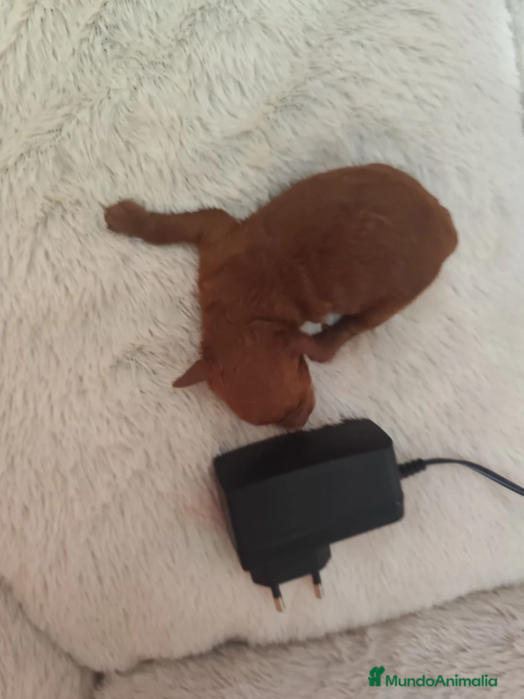 Caniche Toy perros en venta: Caniche tácita de te  - Anuncio 4