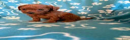 Caniche Toy perros en venta: Caniche mini toy  - Anuncio 2