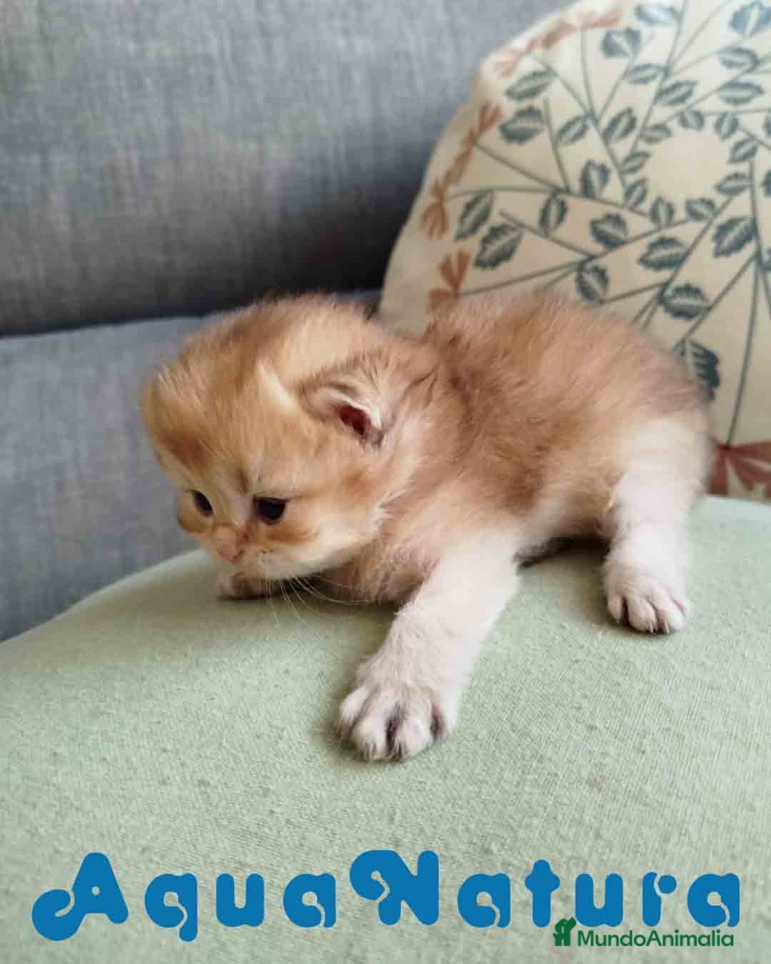 Británico de Pelo Largo gatos British Longhair Macho AQUANATURA - Anuncio 2