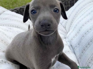 Pequeño Lebrel Italiano perros en Barcelona - Anuncio 3
