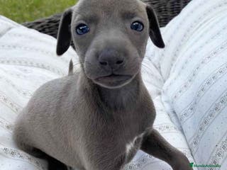 Pequeño Lebrel Italiano perros Lebrel Italiano Hembra 5892 - AQUANATURA en Barcelona - Anuncio 8