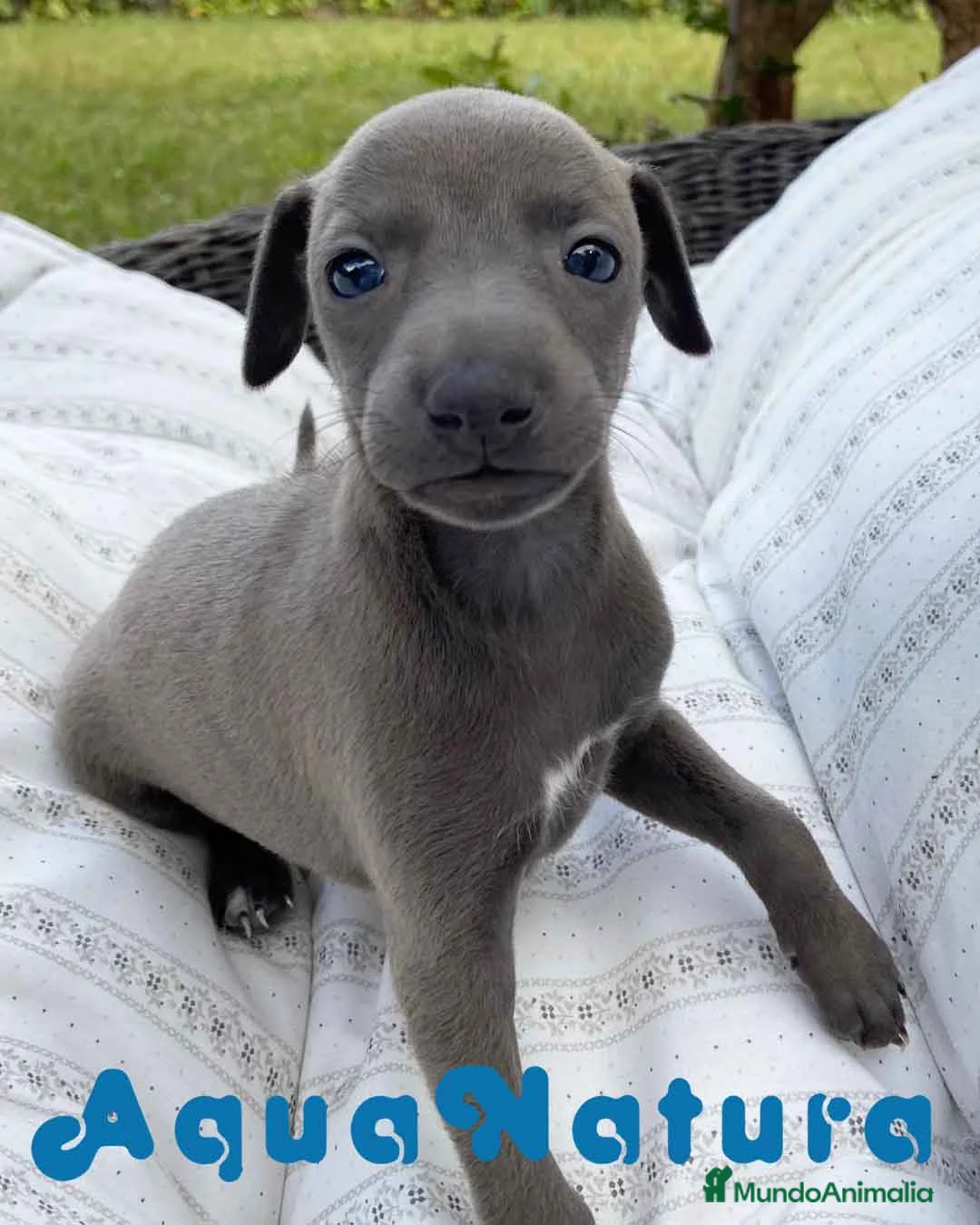 Pequeño Lebrel Italiano perros en venta: Lebrel Italiano Hembra 5892 - AQUANATURA en Barcelona - Anuncio 1