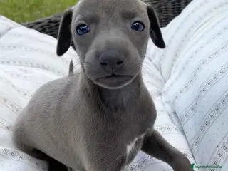 Pequeño Lebrel Italiano perros Lebrel Italiano Hembra 5892 - AQUANATURA en Barcelona - Anuncio 10