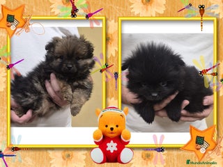 Pomerania perros Camada familiar de pomerania - Anuncio 1