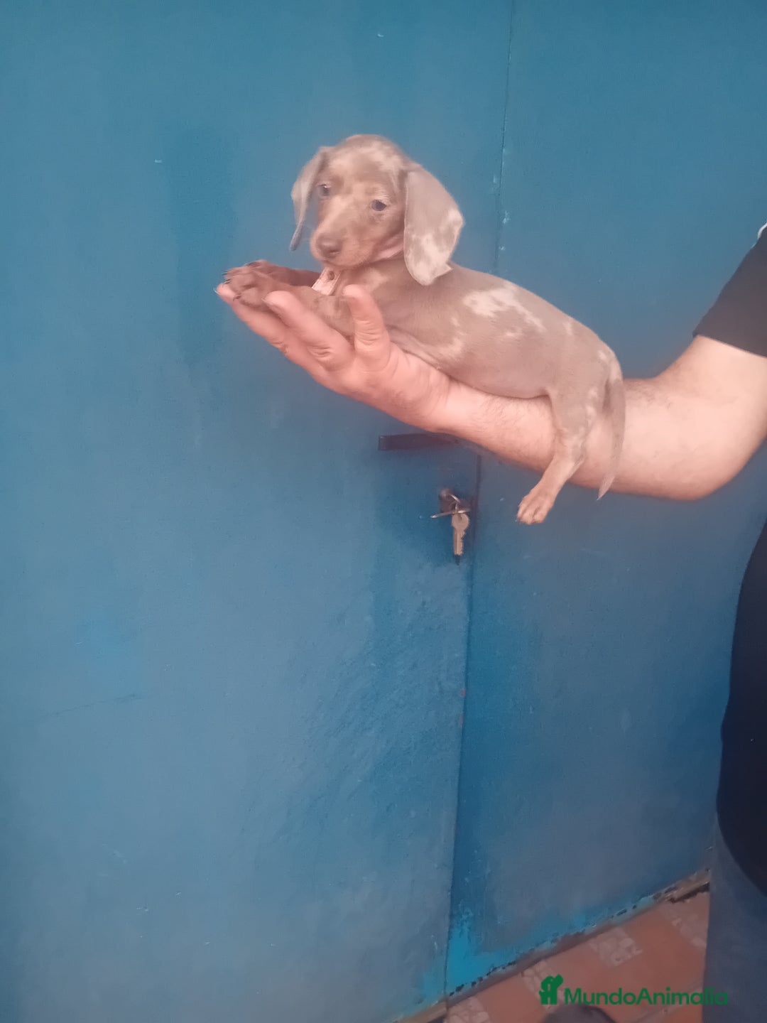 Teckel Miniatura perros en venta: ‼️hembritas de teckel kaninchen - Anuncio 1