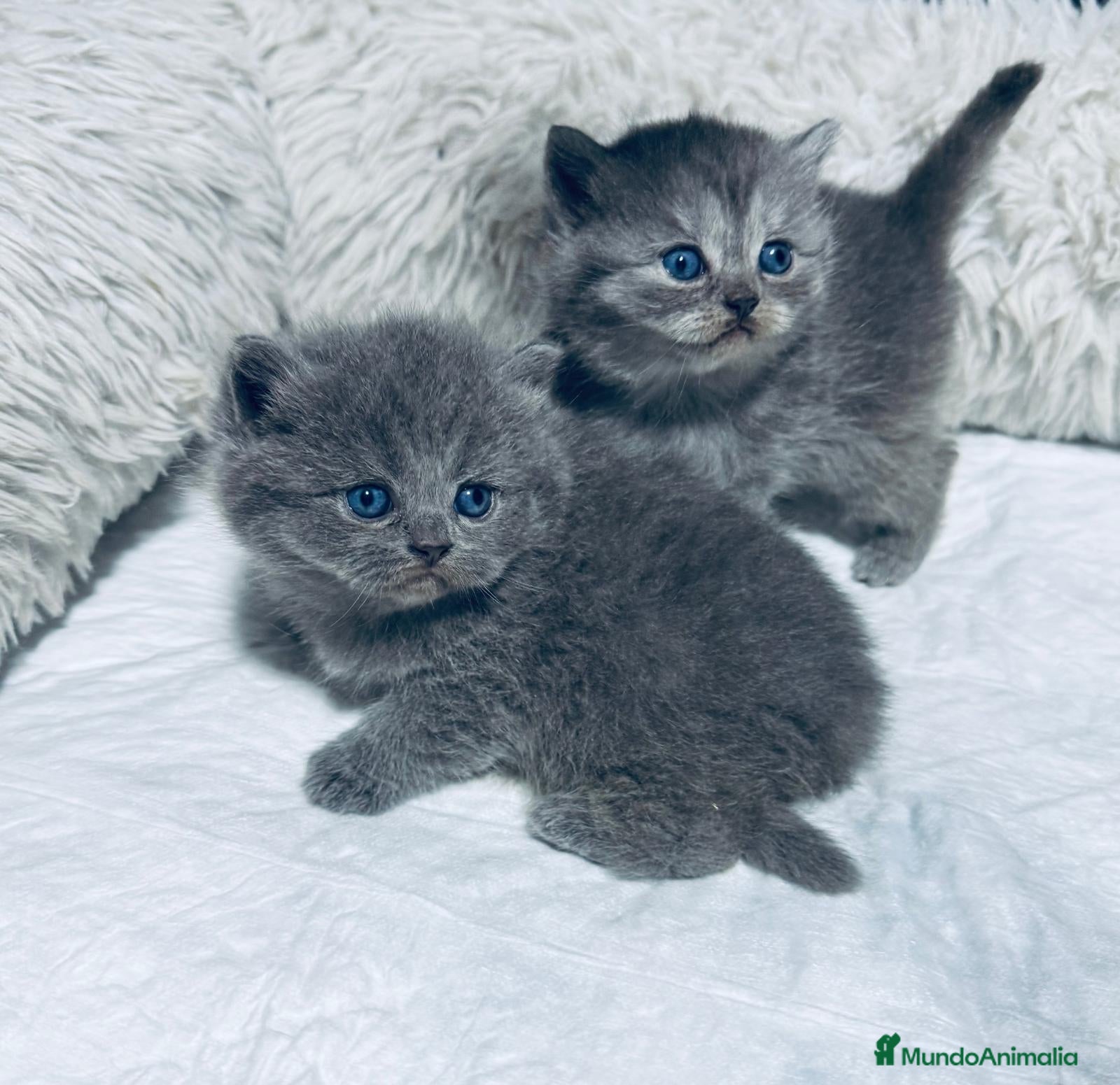 Británico de Pelo Corto Azul gatos Preciosos gatitos brithish shorhair  - Anuncio 1
