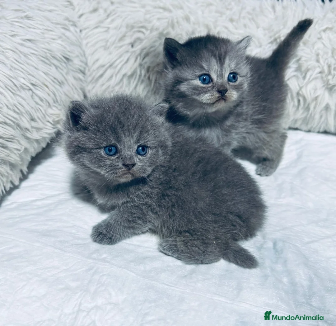 Británico de Pelo Corto Azul gatos en venta: Preciosos gatitos brithish shorhair  - Anuncio 1