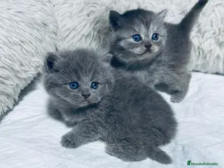 Británico de Pelo Corto Azul gatos Preciosos gatitos brithish shorhair - Anuncio 1