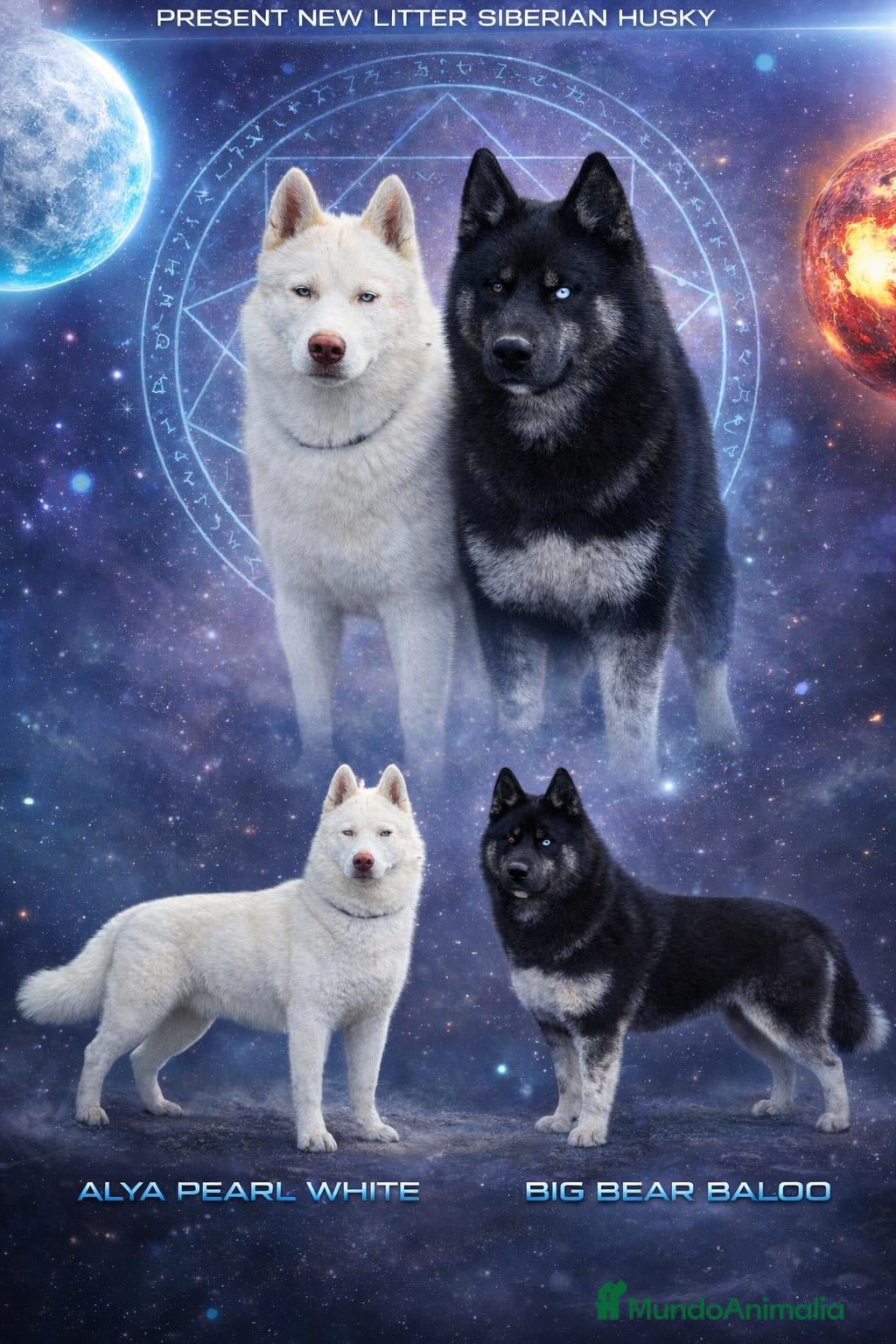 Husky Siberiano perros Husky Siberiano exclusivos - Anuncio 1