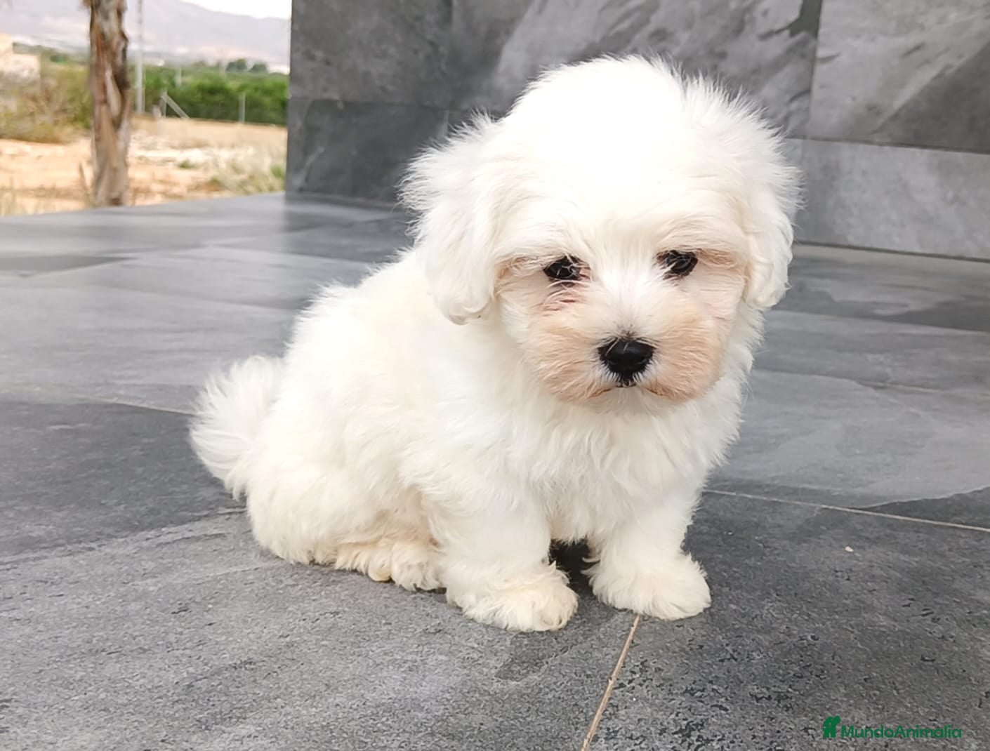Bichón Maltés perros Bichon maltés  - Anuncio 2