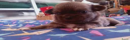 Chihuahua perros en venta: Camada Sopa Chihuahua  - Anuncio 5