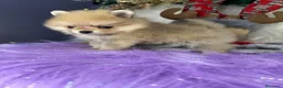 Pomerania perros en venta: POMERANIAS MINIATURA  - Anuncio 4