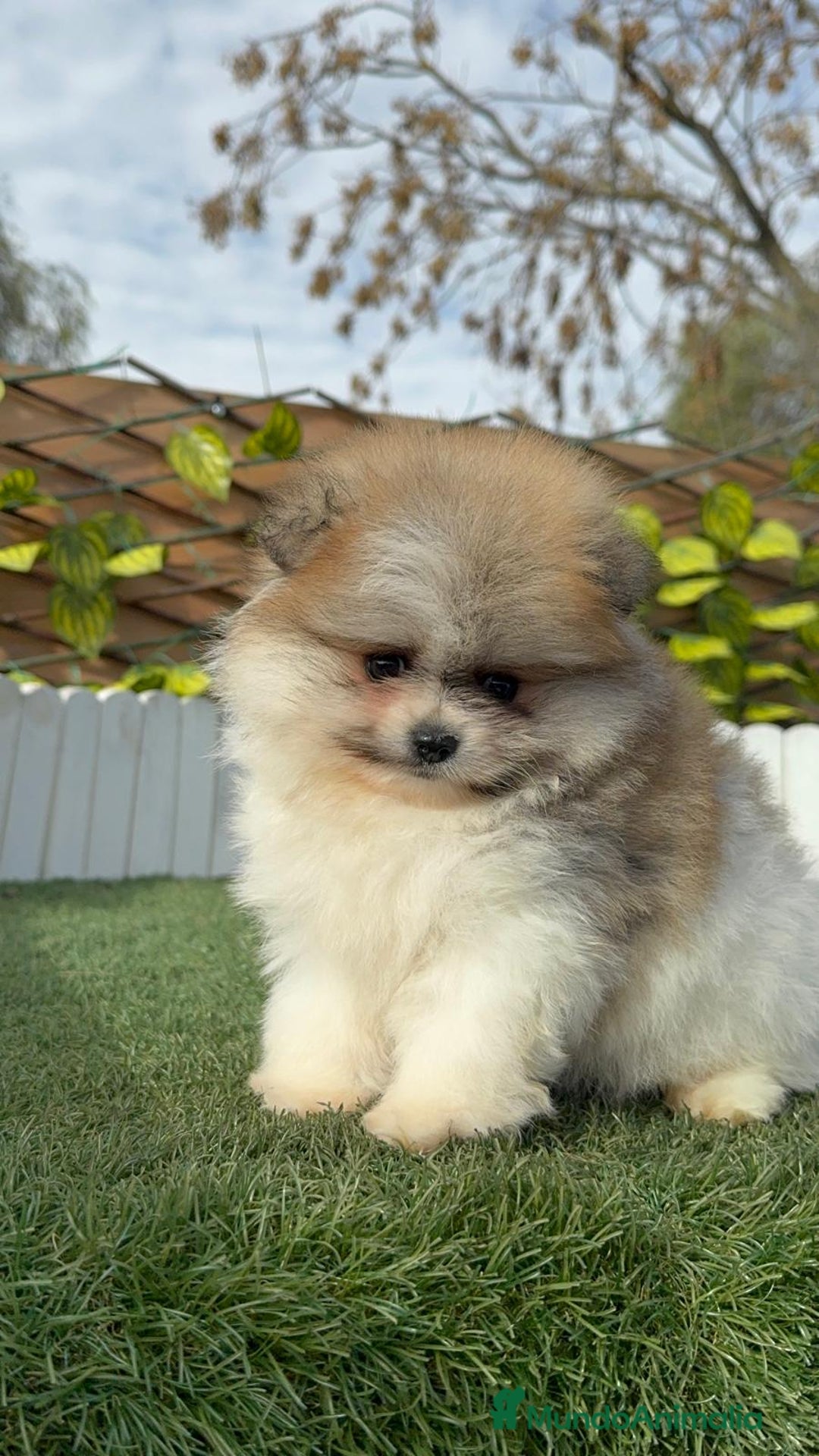 Pomerania perros en venta: POMERANIA HEMBRA - Anuncio 14
