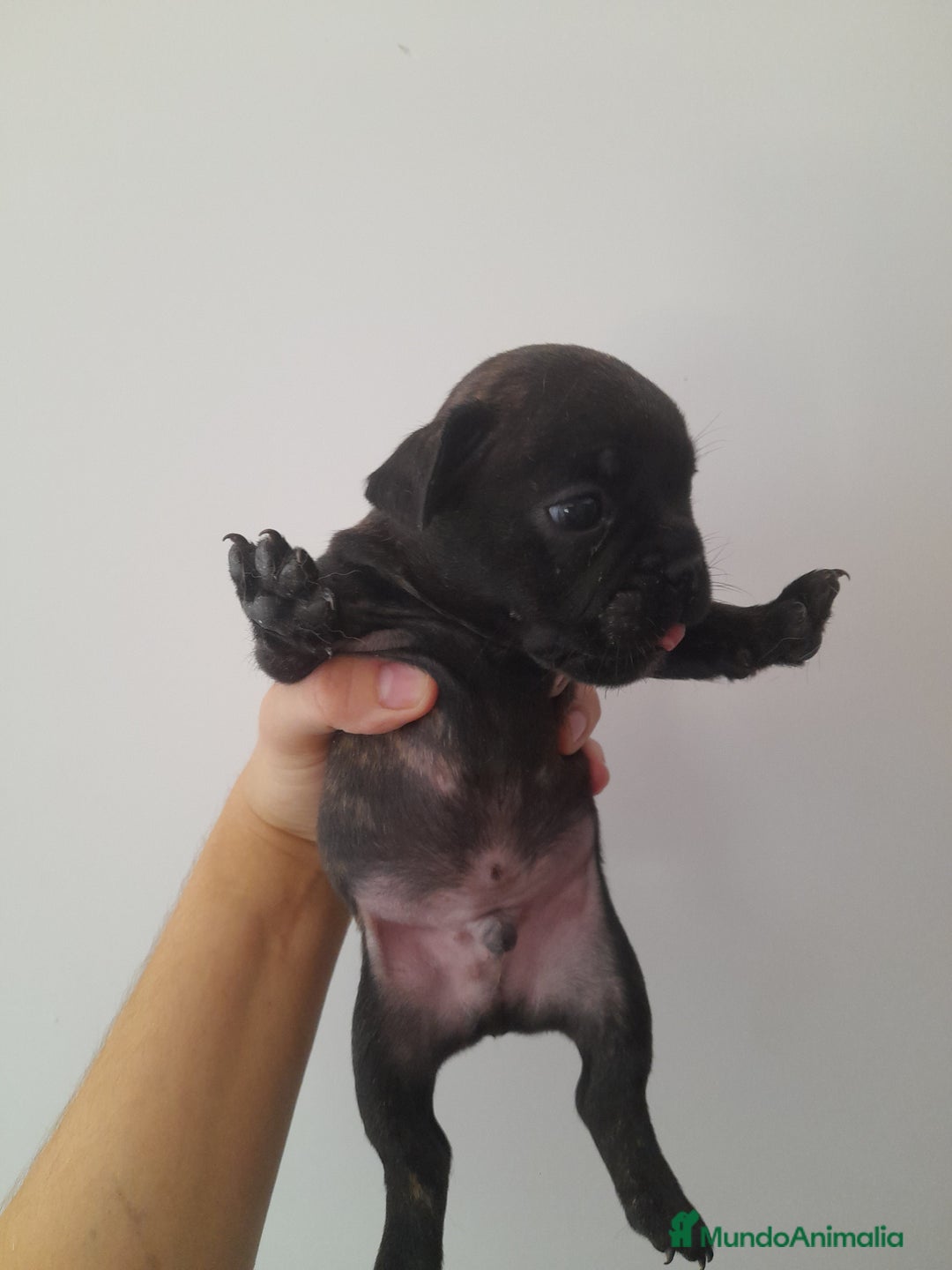 Bulldog Francés perros en venta: Camada de Bulldog Francés - Imagen 3