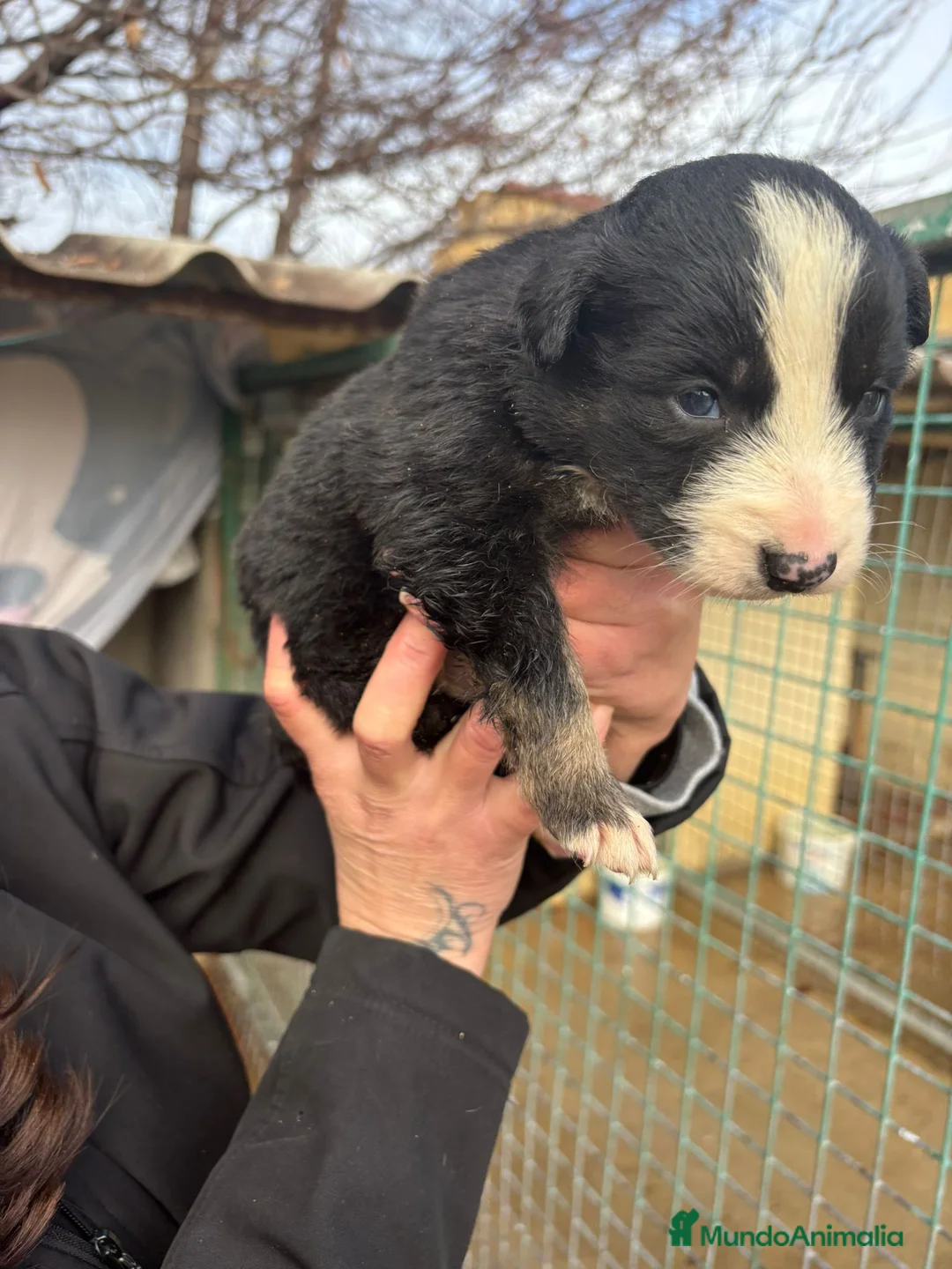 Border Collie perros en venta: Preciosa camada Border Collie reserva ya el tuyo - Anuncio 17