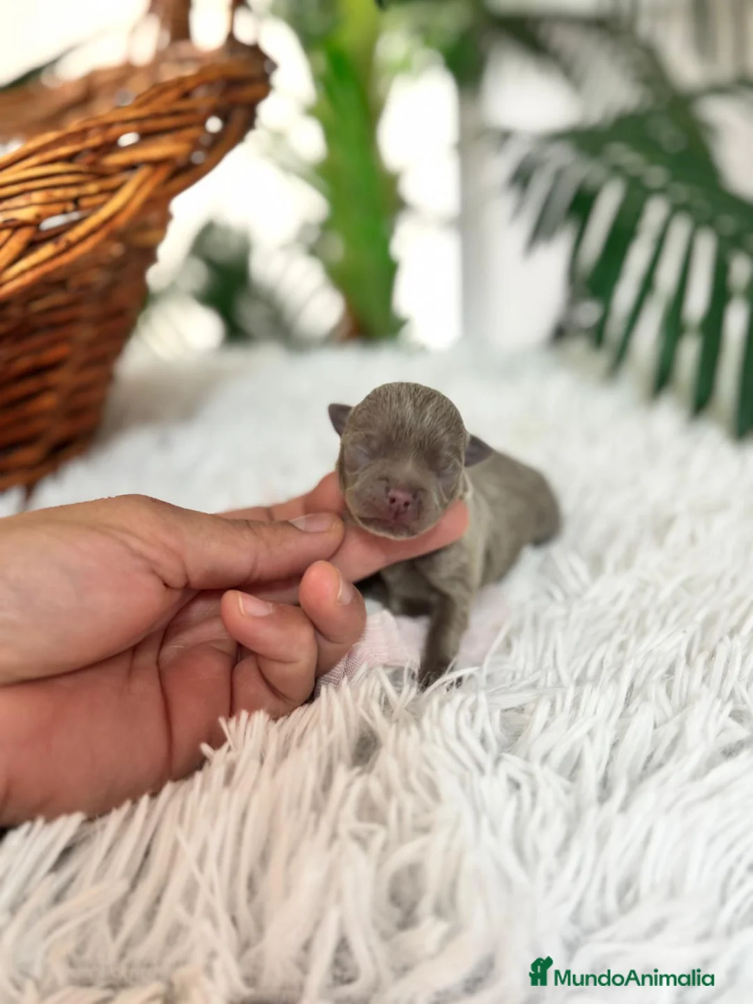 Chihuahua perros en venta: CHIHUAHA LILAC - Anuncio 7