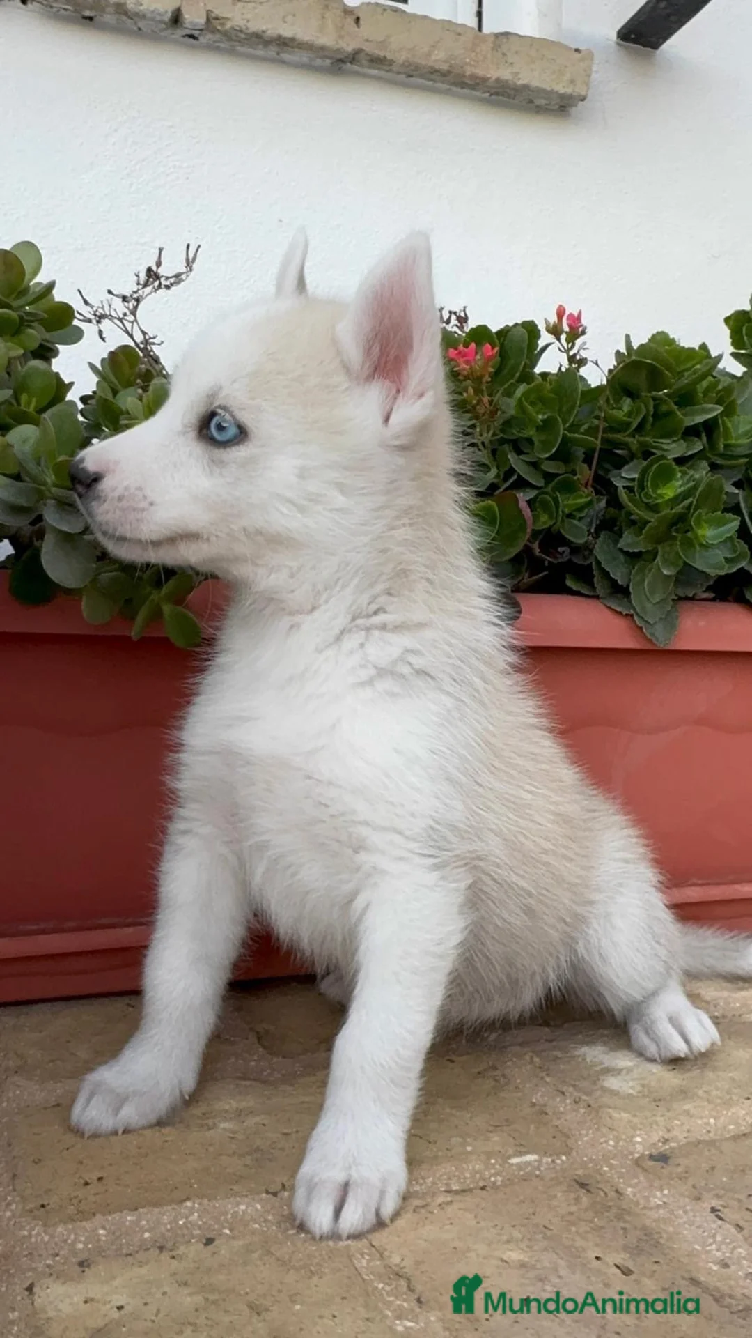 Husky Siberiano perros en venta: HUSKY SIBERIANO - HEMBRAS - Anuncio 31