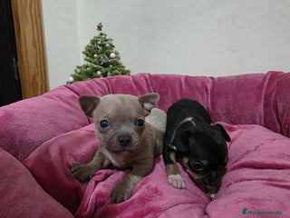 Chihuahua perros Cachorritos chihuahua - Anuncio 1
