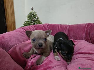 Chihuahua perros Cachorritos chihuahua - Anuncio 26