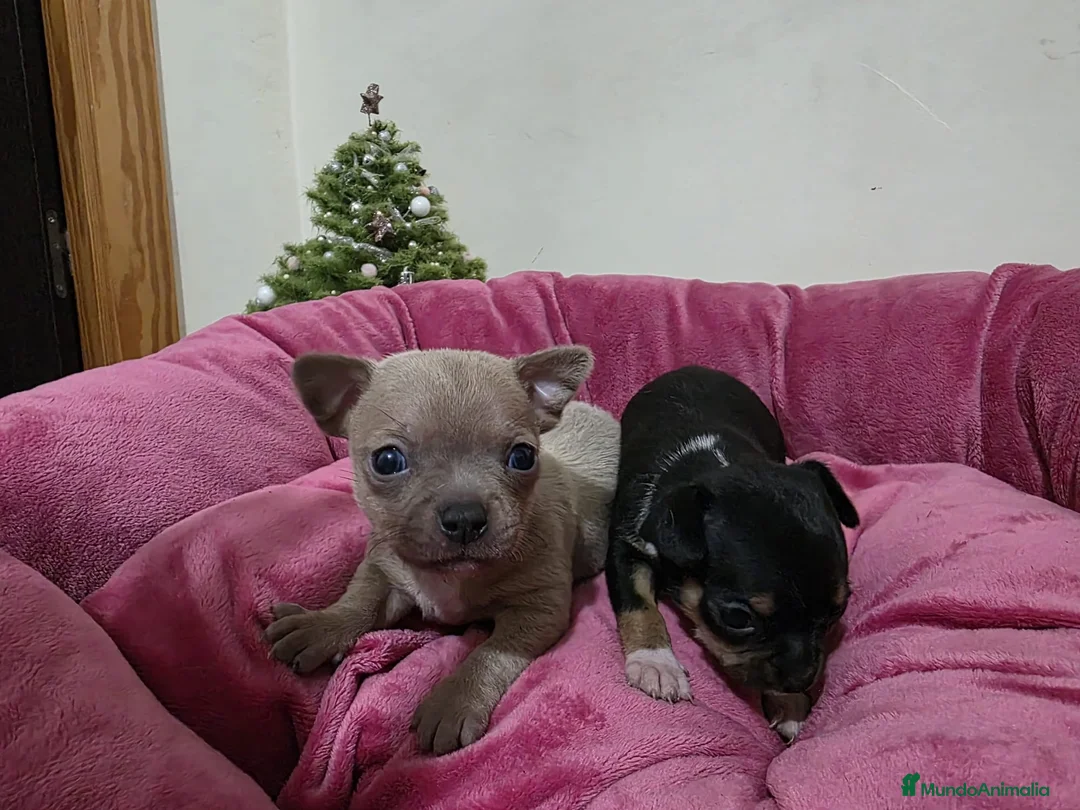 Chihuahua perros en venta: Cachorritos chihuahua - Anuncio 1