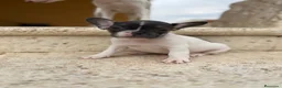 Bulldog Francés perros en venta: Bulldog francés  - Anuncio 3