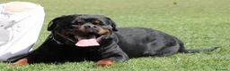 Rottweiler perros en venta: Rottweiler  - Anuncio 3