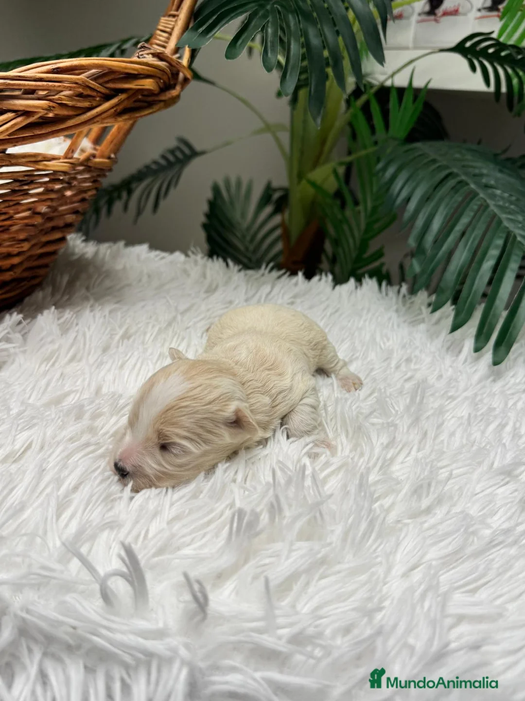 Maltipoo perros en venta: MALTIPOO HEMBRA - Anuncio 14