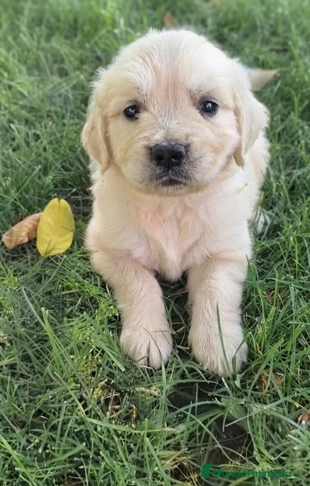 Golden Retriever perros en venta: Golden retriever - Anuncio 1