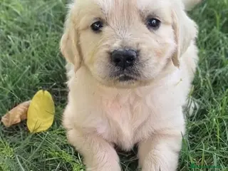 Golden Retriever perros Golden retriever - Anuncio 33