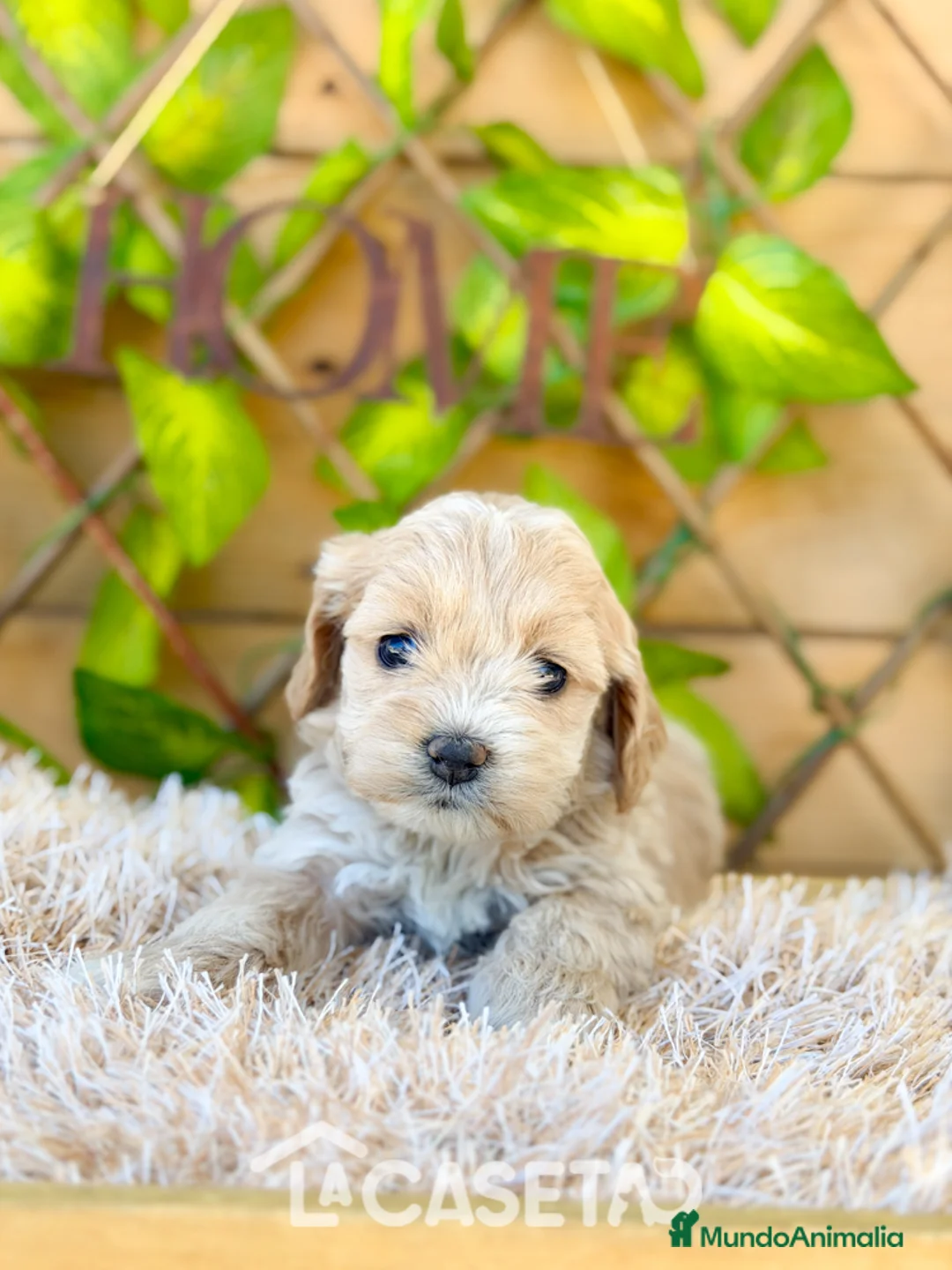 Cockapoo perros en venta: Camada de Karen  - Anuncio 6