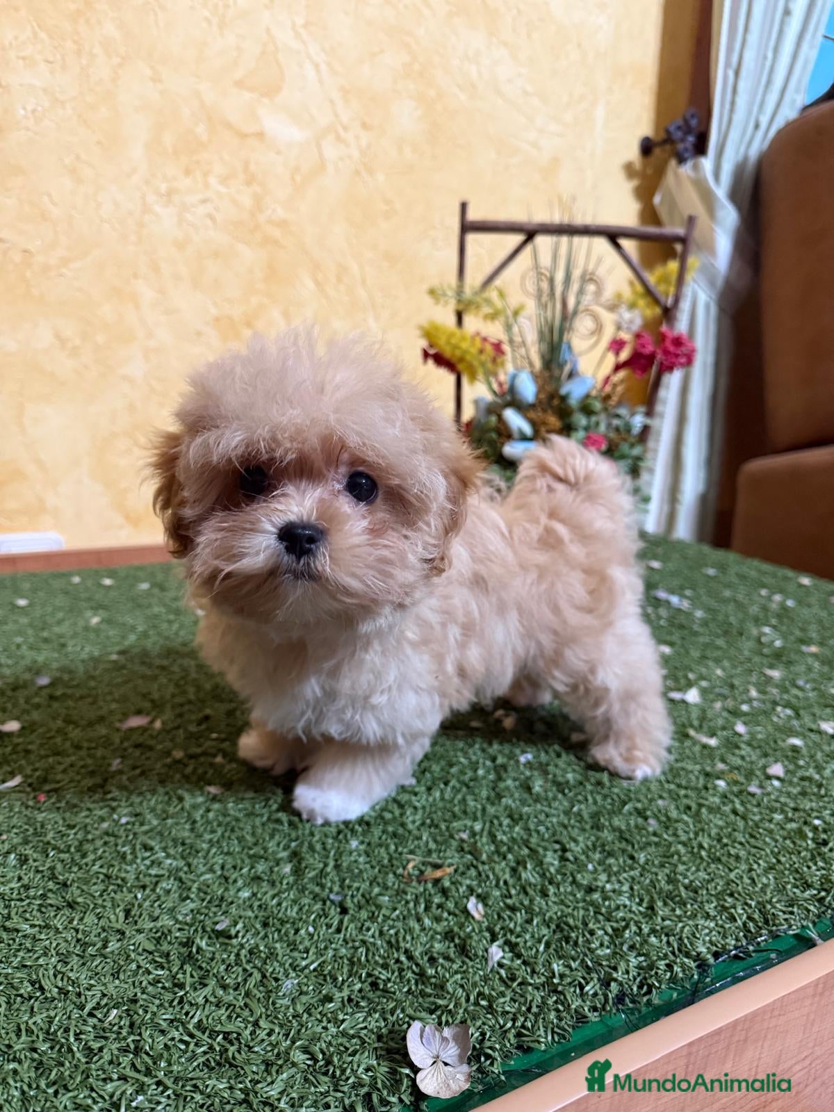 Maltipoo perros en venta: Maltipoo hembra lista para entregar!! - Anuncio 5