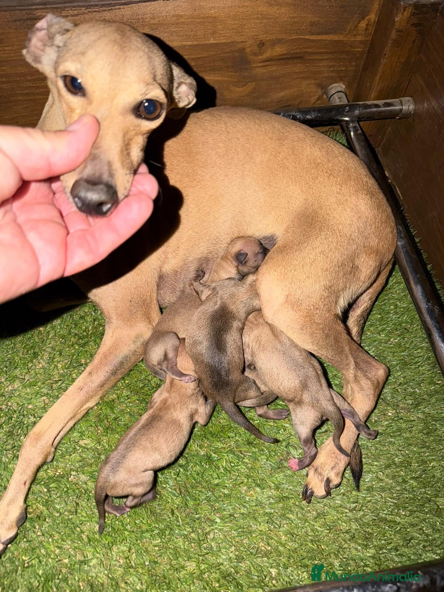 Pequeño Lebrel Italiano perros galgo italiano - Anuncio 2