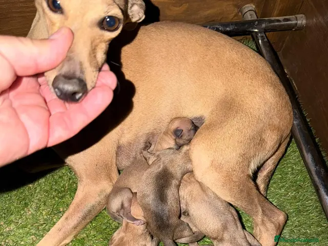 Pequeño Lebrel Italiano perros galgo italiano - Anuncio 2