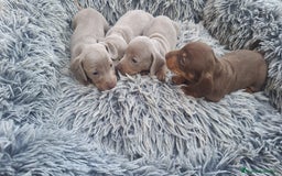 Teckel Miniatura perros en venta: Teckel kanichen hembras disponibles  - Imagen 4