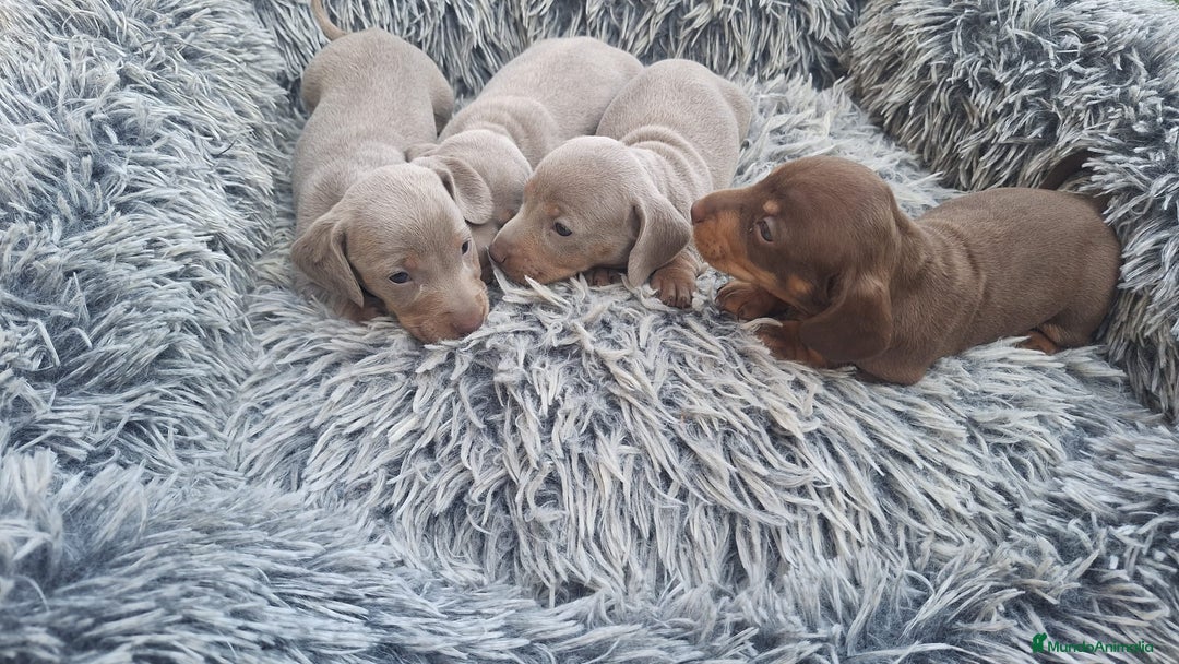 Teckel Miniatura perros en venta: Teckel kanichen hembras disponibles  - Imagen 4